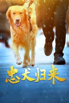 免费在线观看《忠犬归来》