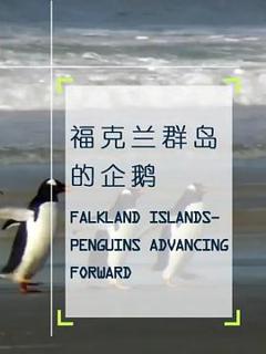 免费在线观看《企鹅之岛：福克兰》